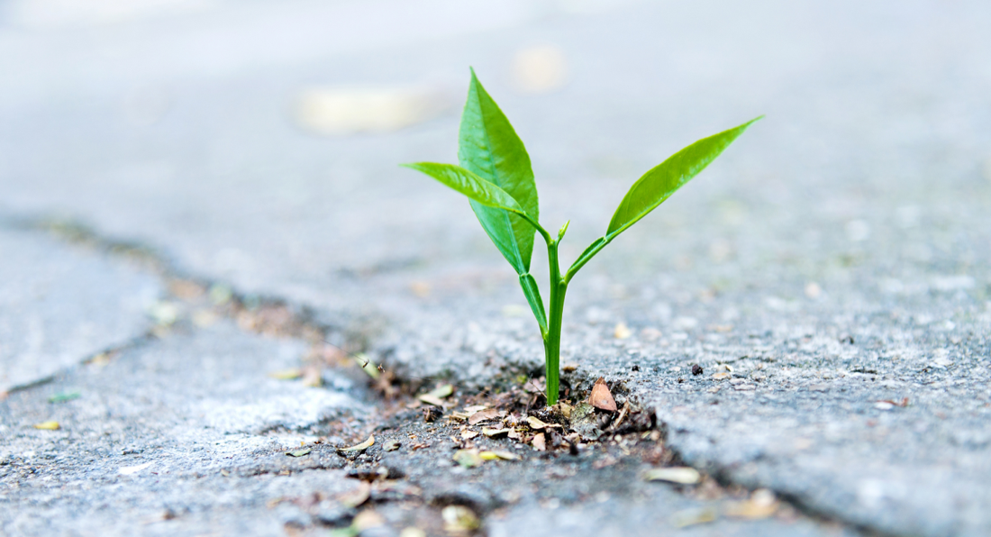 Groen plantje dat groeit tussen stenen
